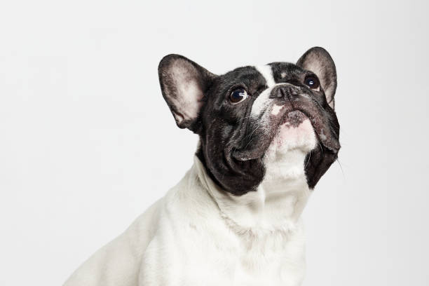 close up of a French Bulldog looking up on a white background